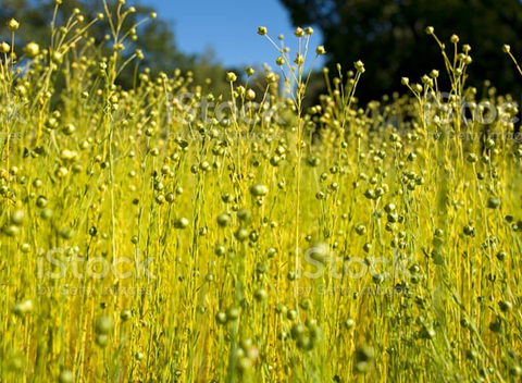 flax plant linen