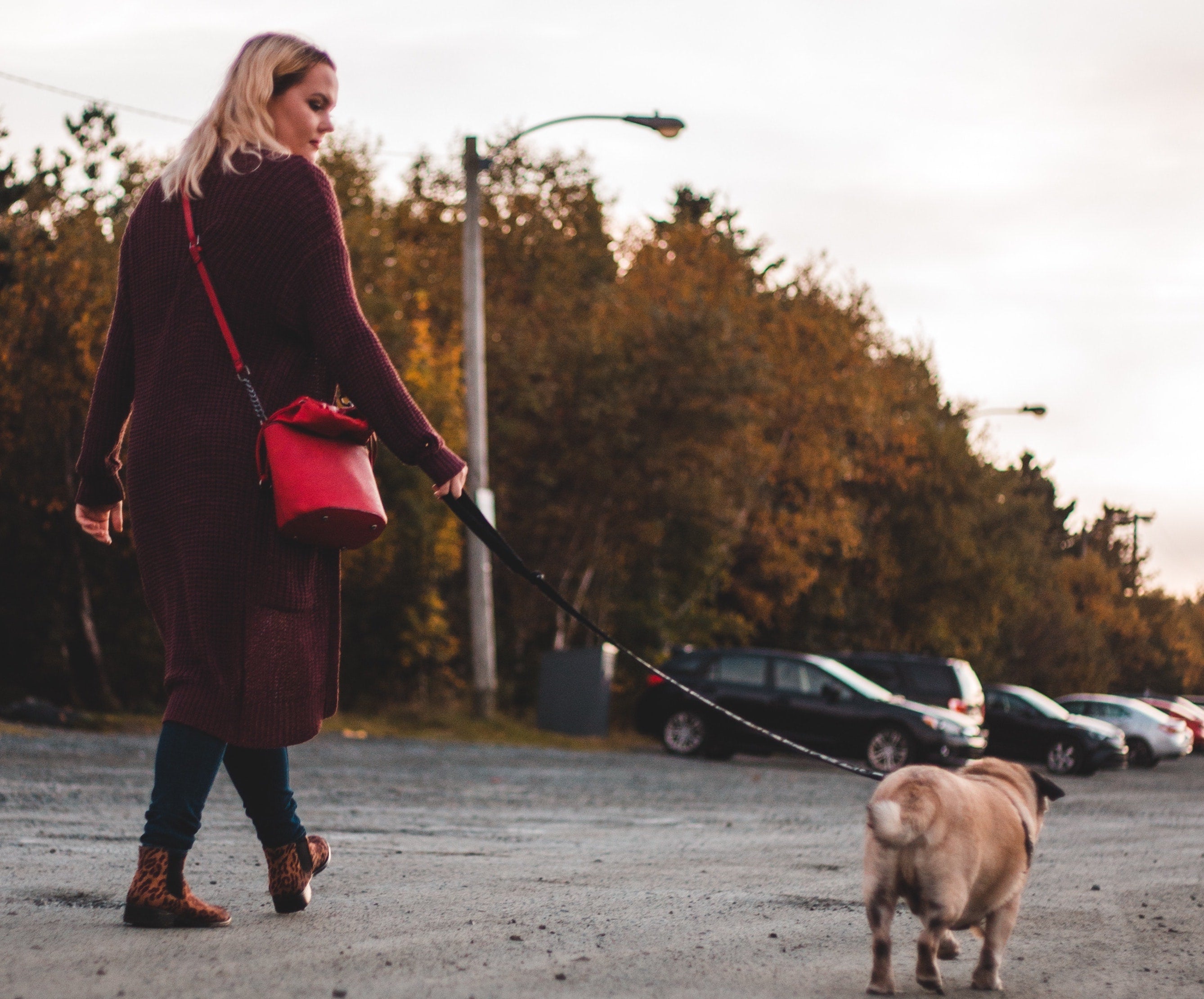 Dog-friendly Shopping at the Toronto Premium Outlets (near Toronto) - Dog  Trotting