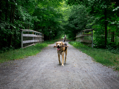Dog Running At G Lord Ross Park In Toronto- NutriCanine, a raw dog food company