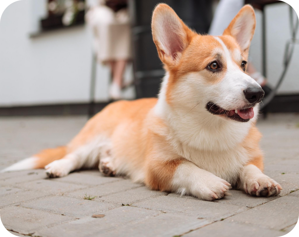 Pembroke Welsh Corgis: Dog breed info, photos, common names, and