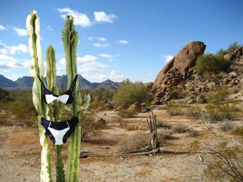 A cactus in a desert with a black and white bra hanging from it.