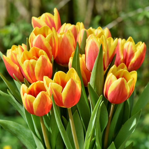 Razones por las que los tulipanes no pueden faltar en tu casa. – Verbena  Flores | Flores a Domicilio en Todo México