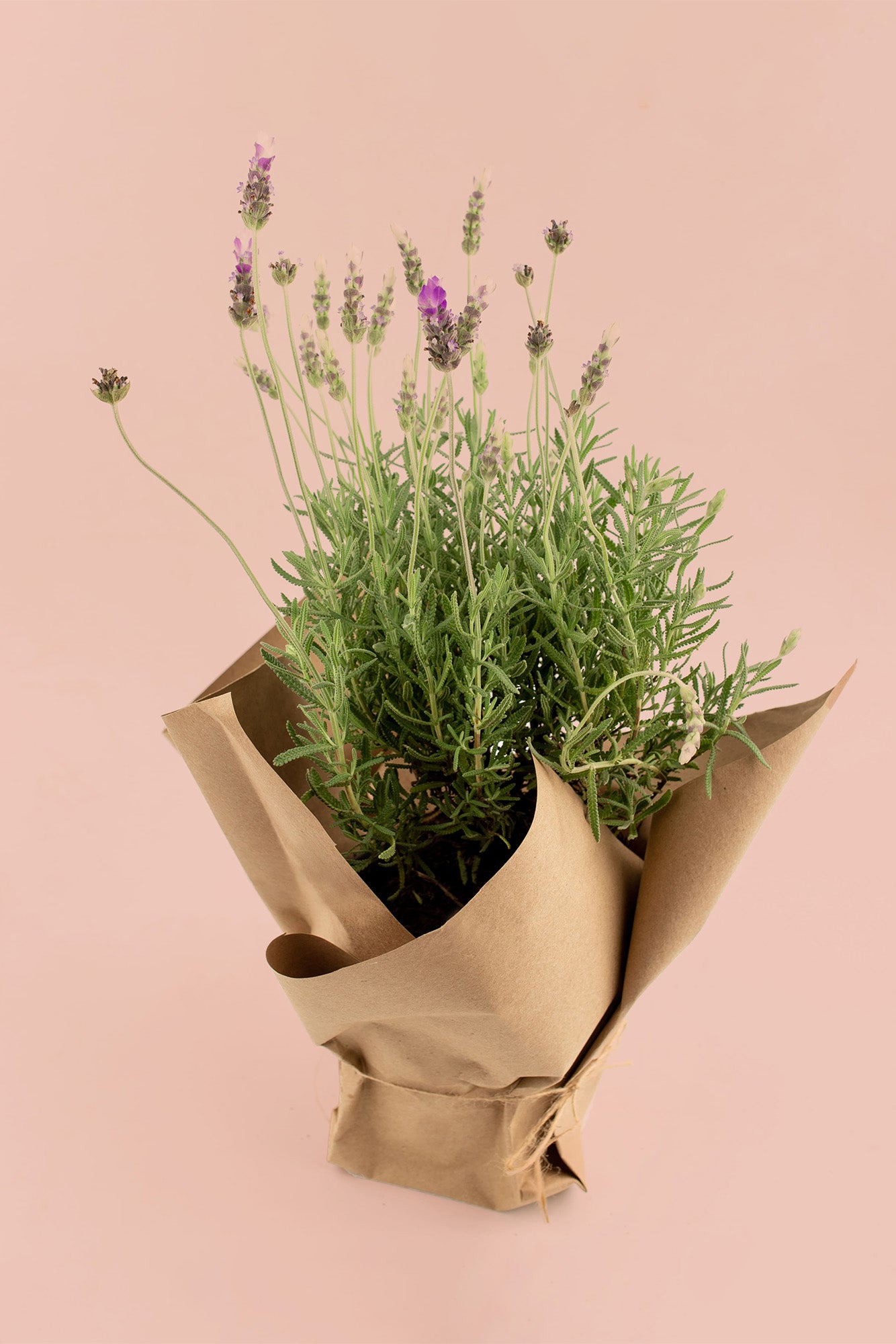 Lavanda Planta Bx – Verbena Flores | Flores a Domicilio en Todo México