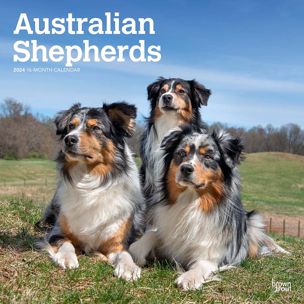 Image of BrownTrout 2024 Australian Shepherds Monthly Square Wall Calendar - 12" x 12" - Assorted - English
