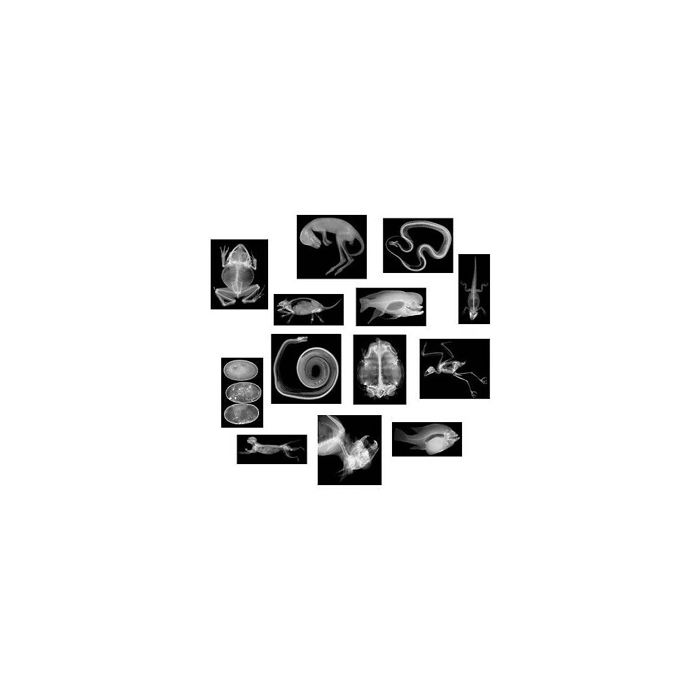 Image of Roylco Animal X-Rays, 13 Pack (R-5910)
