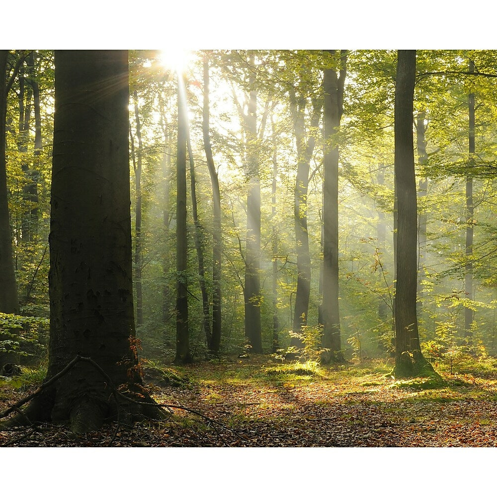 Image of Wall Rogues Tranquil Forest Wall Mural, Green