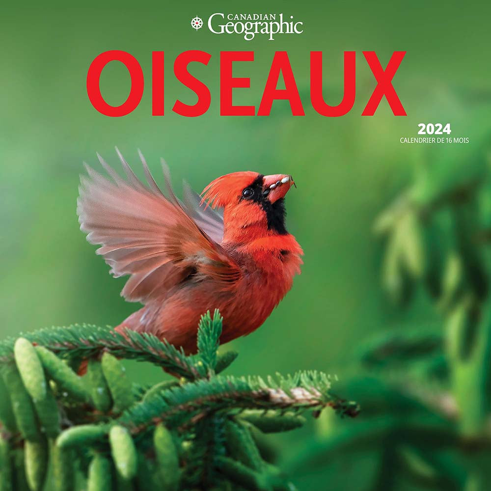 Image of Wyman Publishing 2024 Canadian Geographic Oiseaux Monthly Square Wall Calendar - 12" x 12" - Assorted - French