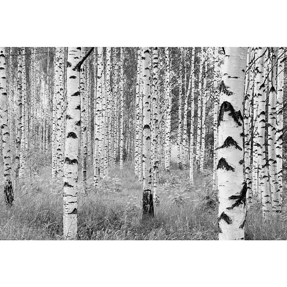 Image of Komar Birch Forest Wall Mural, White