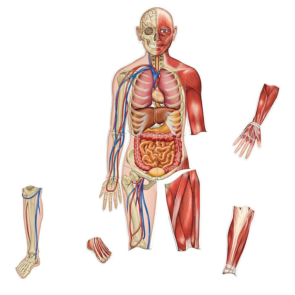 Image of Learning Resources Double-Sided Magnetic Human Body