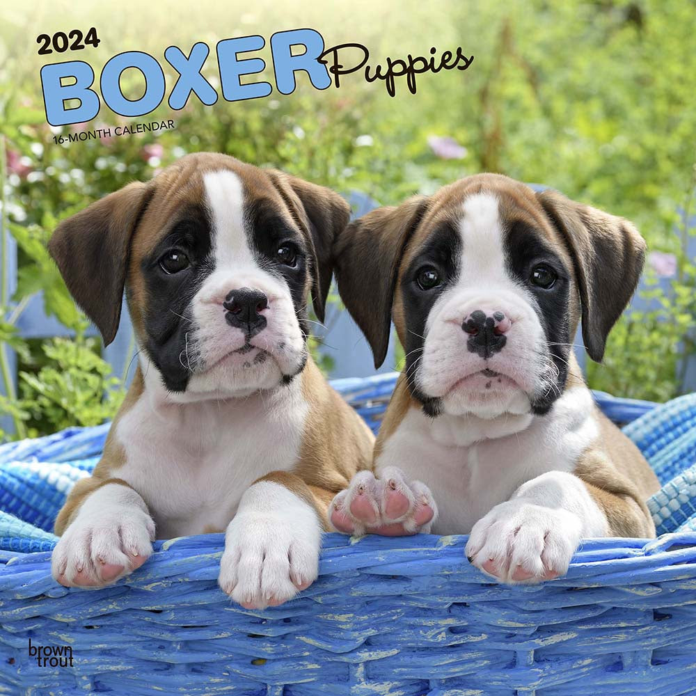 Image of BrownTrout 2024 Boxer Puppies Monthly Square Wall Calendar - 12" x 12" - Assorted - English