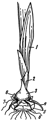 Строение гладиолуса