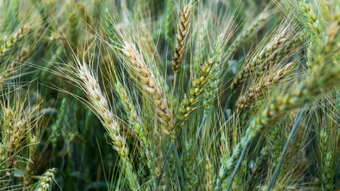 Green Barley