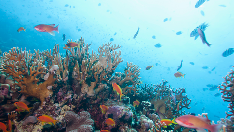 undersea look at coral reef and a bunch of small fish