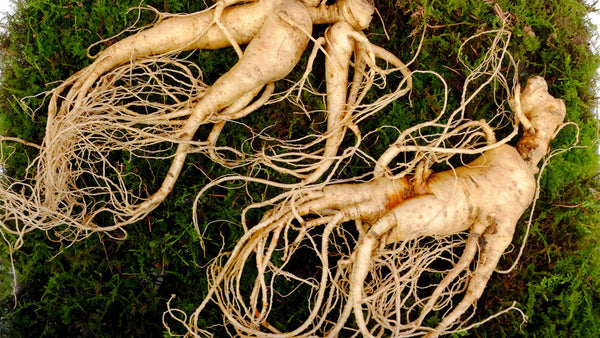 Korean Ginseng in Fine USA Collagen and Ginseng Drink