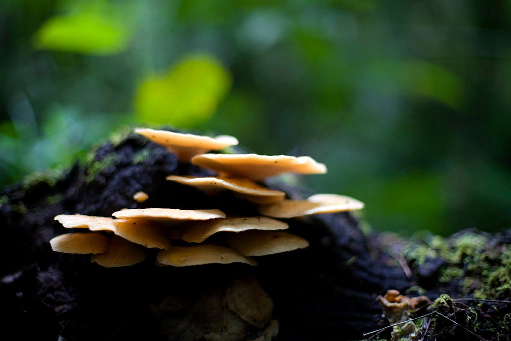 closeup photo of mushrooms