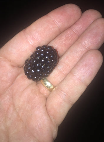 Large Blackberry