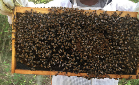 A frame of bees and brood.