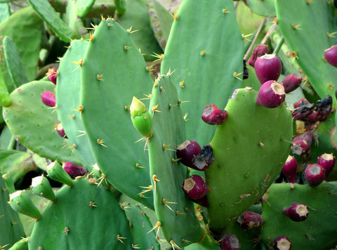 Prickly Pear Cactus Tunas
