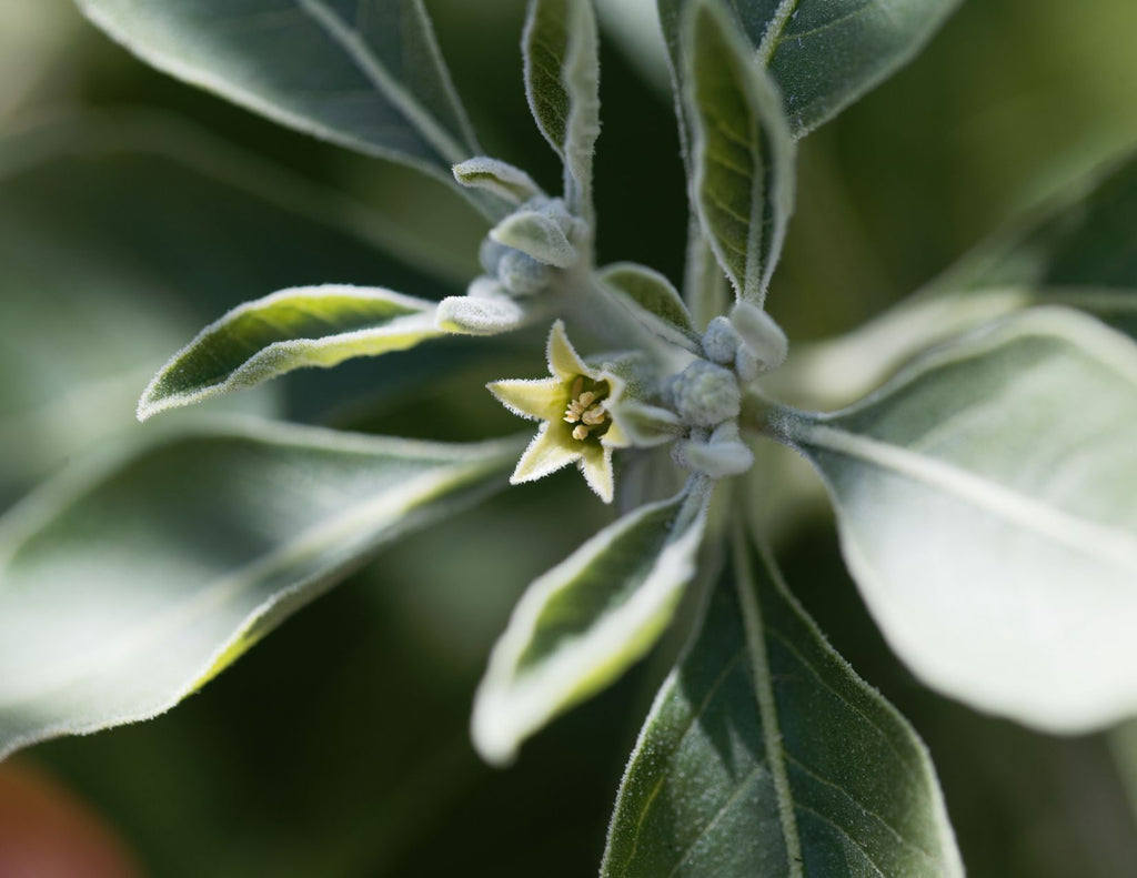 A close-up view of a the green leaves and a small white flower of the withania somnifera, or ashwagandha, plant.