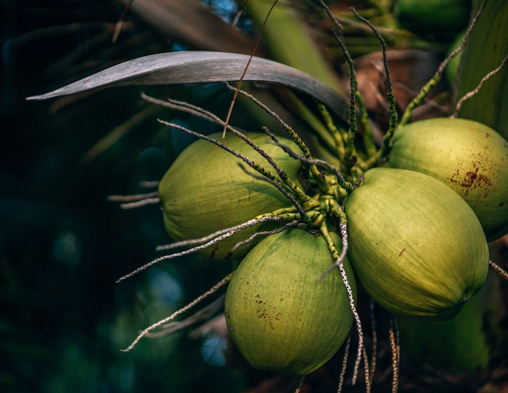 A cluster of green coconuts on a branch of the coconut palm tree.