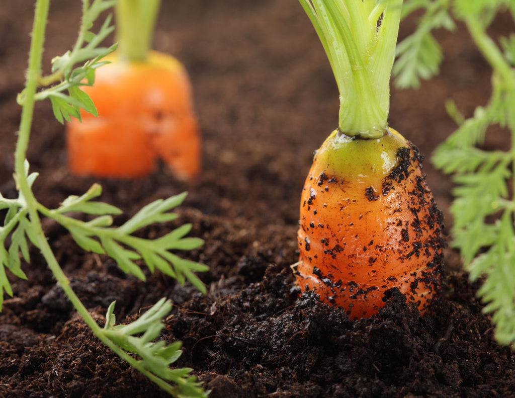 The tops of bright orange carrots emerge from brown soil.