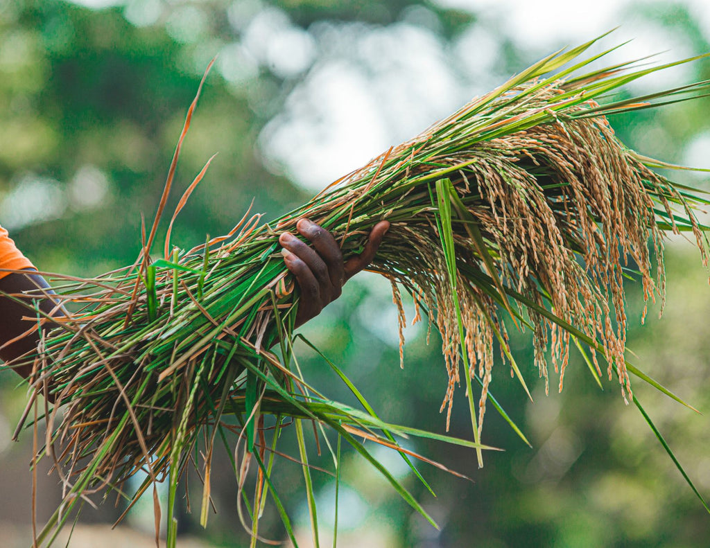 A woman holds a bunch of stalks of rice in her hand.