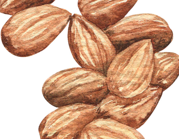 A small pile of almonds painted in watercolors.