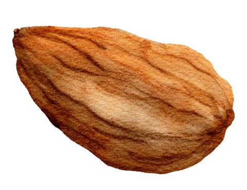 A single almond painted in watercolors.