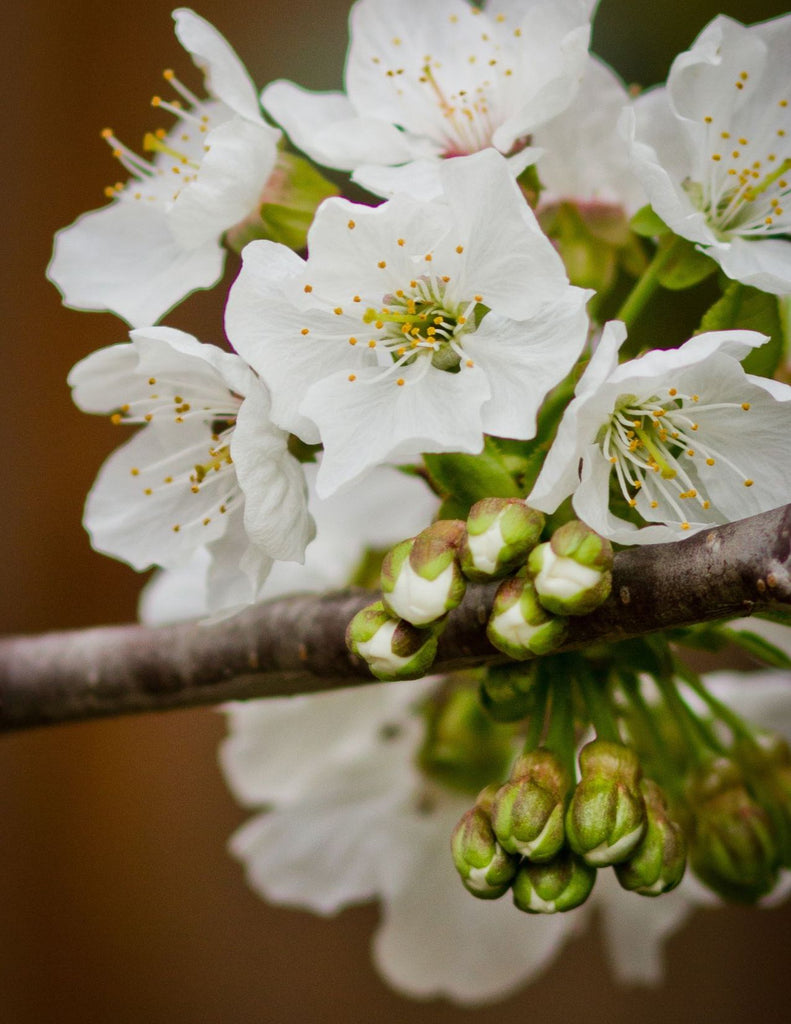 A cluster of white cherry blossoms on a branch. Some flowers open to the sky while others remain closed buds.