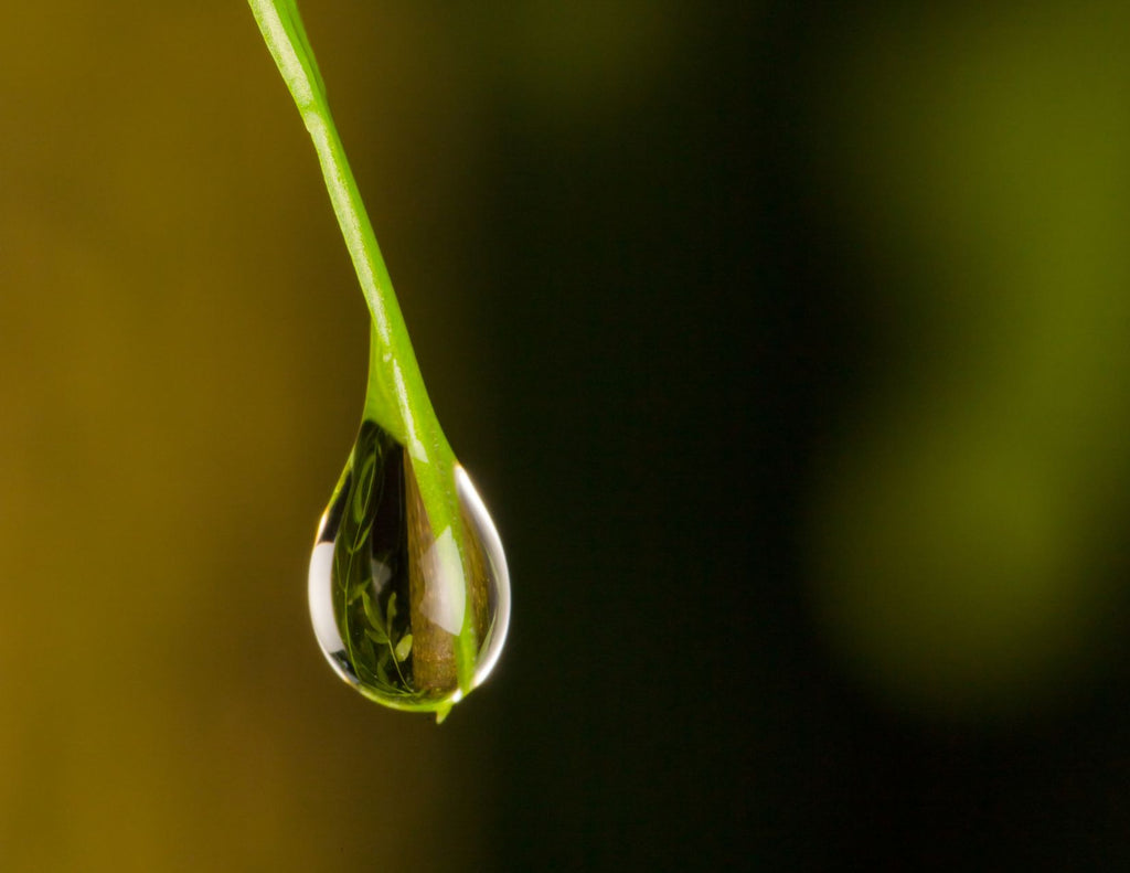 A drop of water hangs from the end of a blade of grass.