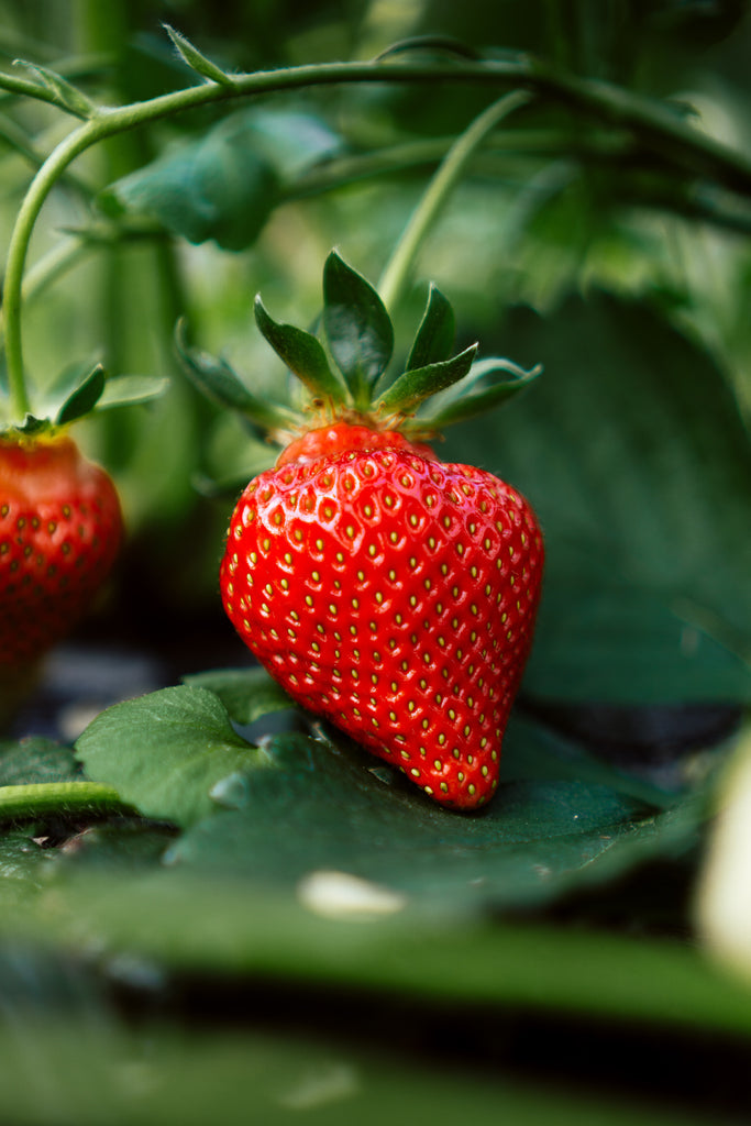 A bright red strawberry rests among lush green leaves.