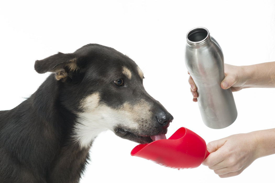 kong dog water bottle