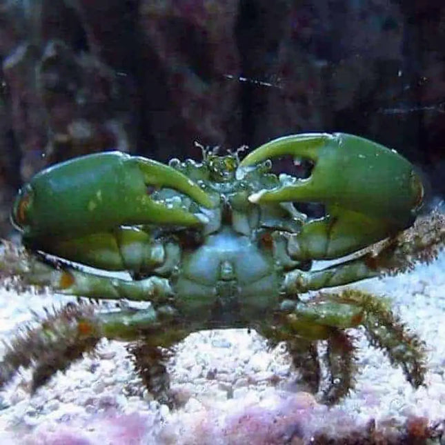 Cangrejo esmeralda Mithraculus sculptus sobre roca viva en un acuario marino.