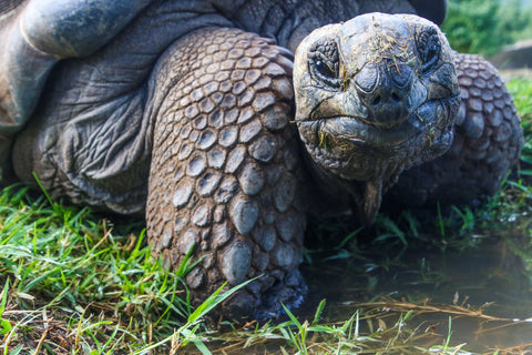 Galapagos Turtles