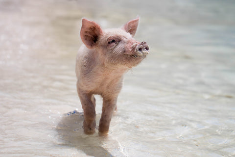 Pig Beach