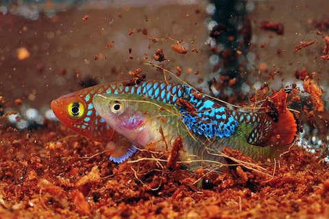 Castle Dawn Aquatics Fish of the week Nothobranchius rachovii Care In The Home Aquarium Breeding (credit unknown).