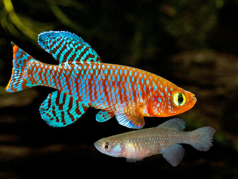 Castle Dawn Aquatics Fish of the week Nothobranchius rachovii Care Male and female