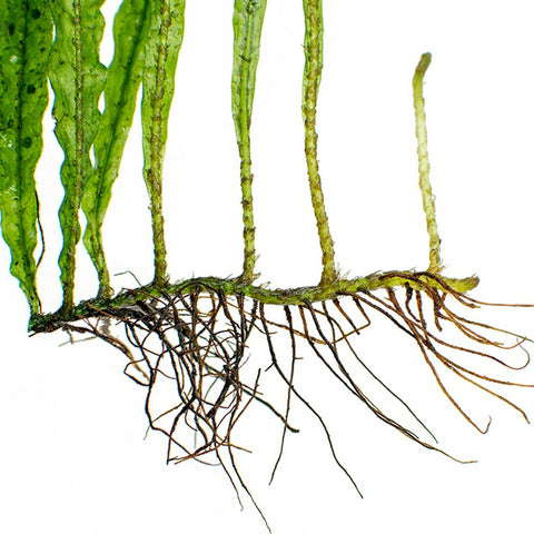 Close up of a Java ferns rhizomes. Keep them exposed to allow the Java fern to thrive
