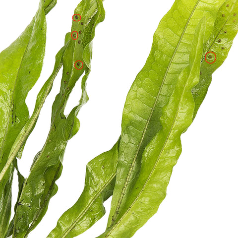 Java fern sporangia spots spores produce young plants and are not to be confused with erosion spots.