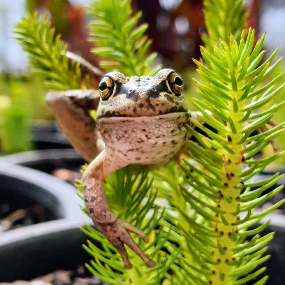 How To Set Up A Frog Pond In Perth Expert Advice From The Lily Farm