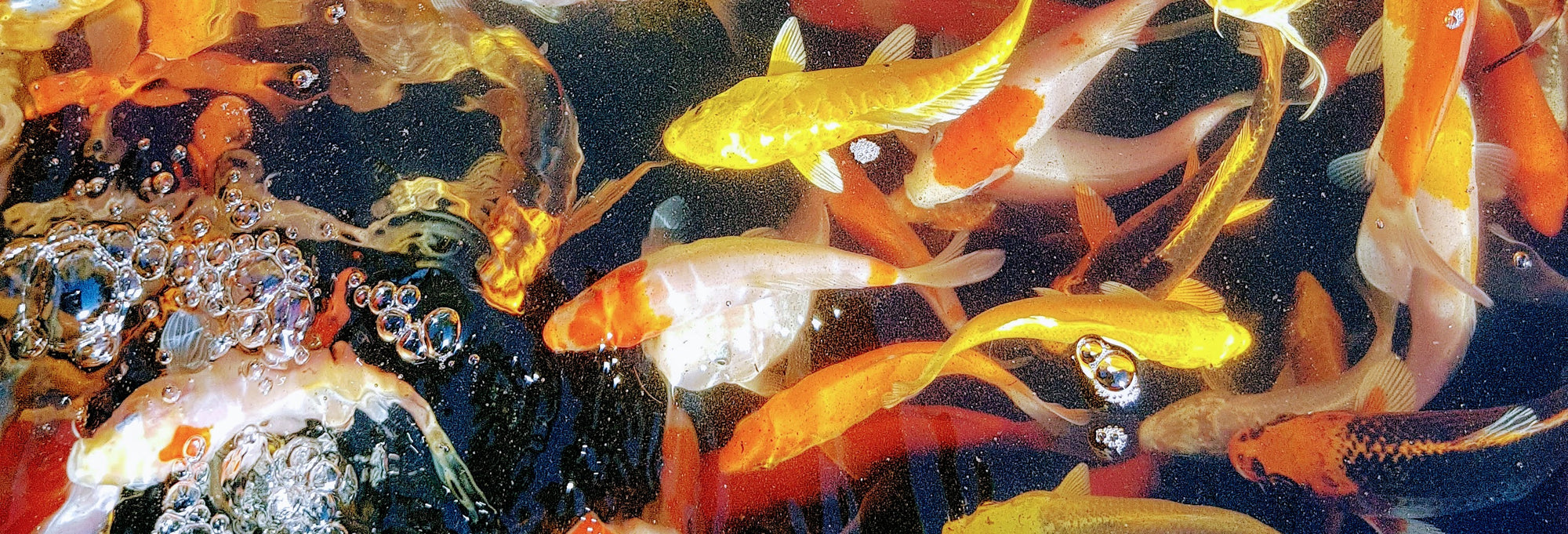 Pond Fish, Koi, Goldfish, Pygmy Perch - Perth Western ...