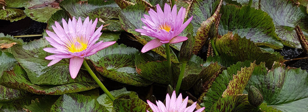 water lilies - perth, sydney, melbourne, brisbane