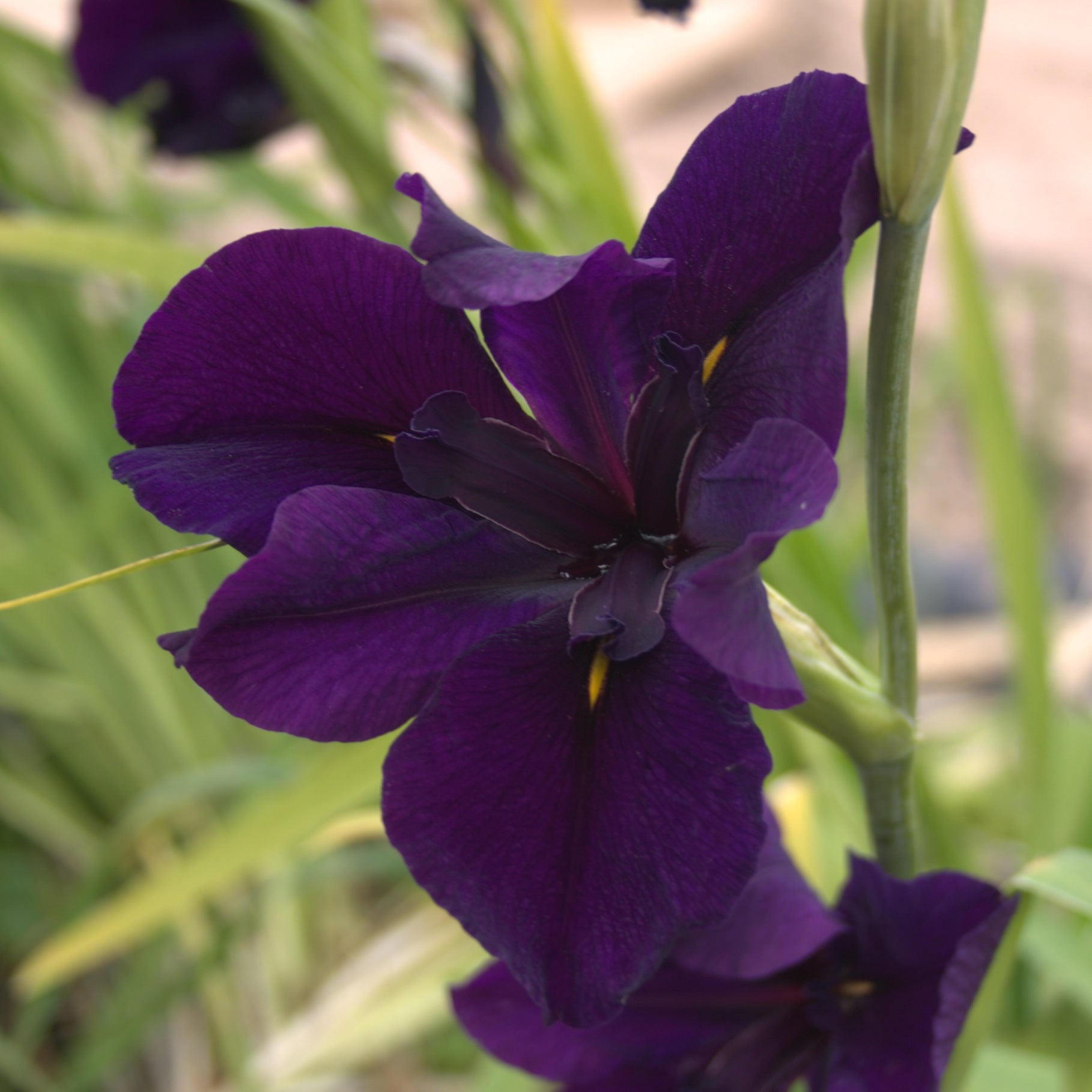 Louisiana Iris Dark Purple The Lily Farm