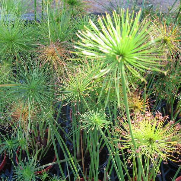 dwarf papyrus propagation