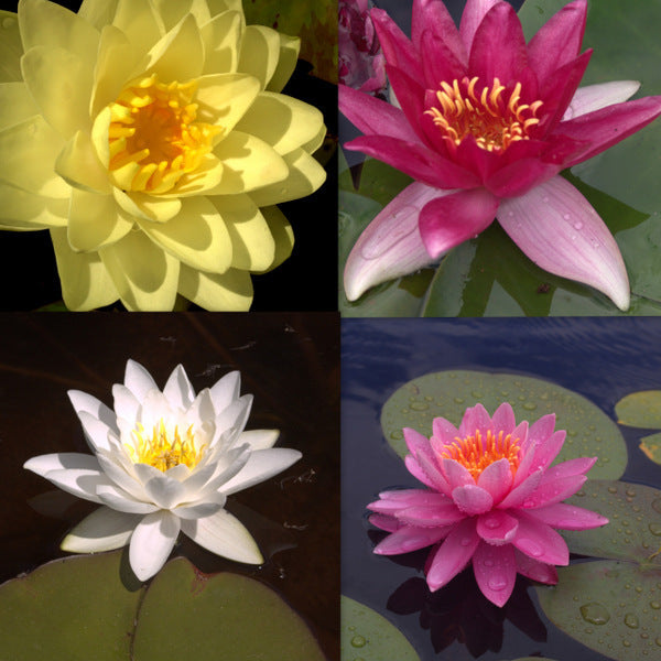 Hardy Water Lily, 5 Pack - Perth, Sydney, Melbourne, Brisbane - The ...