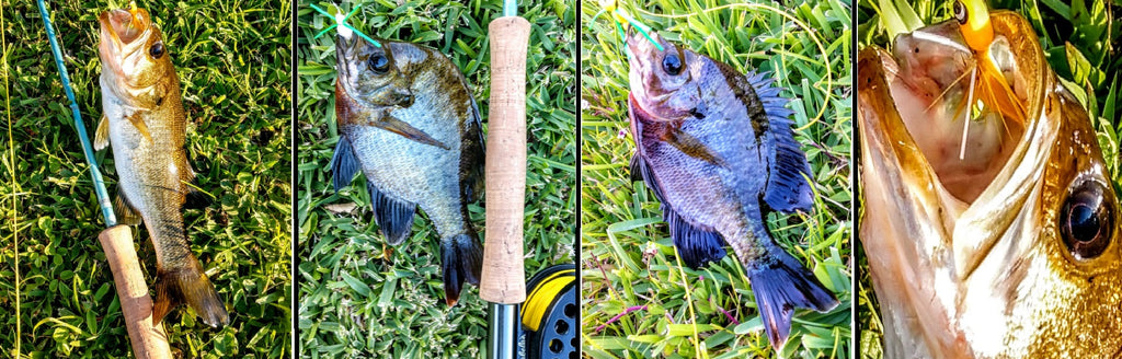 Wilson's Bully's Bluegill Spider - Chartreuse