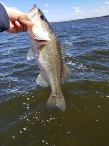 Freshwater fishing: Bass are biting well as they bed down around Polk