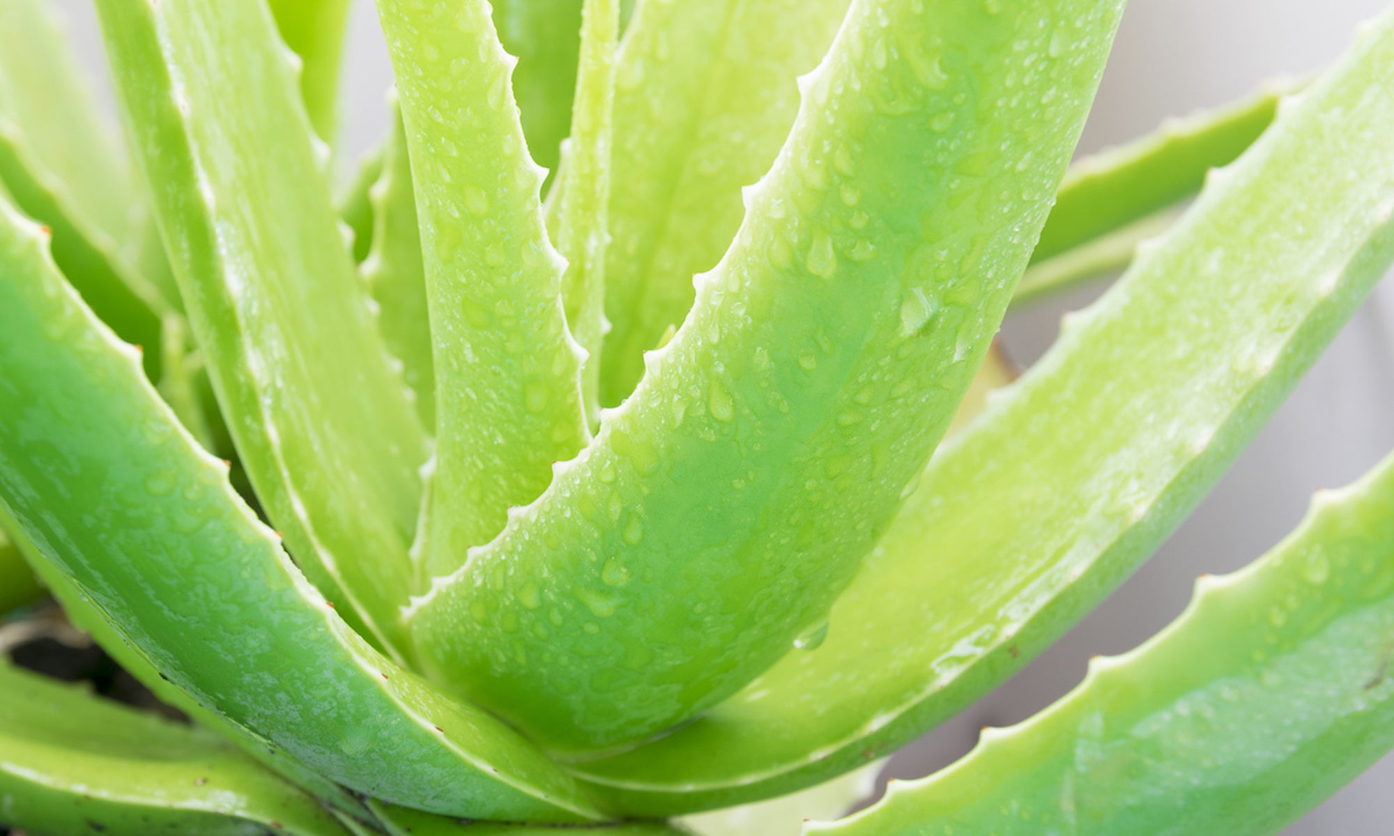 Фото aloe vera