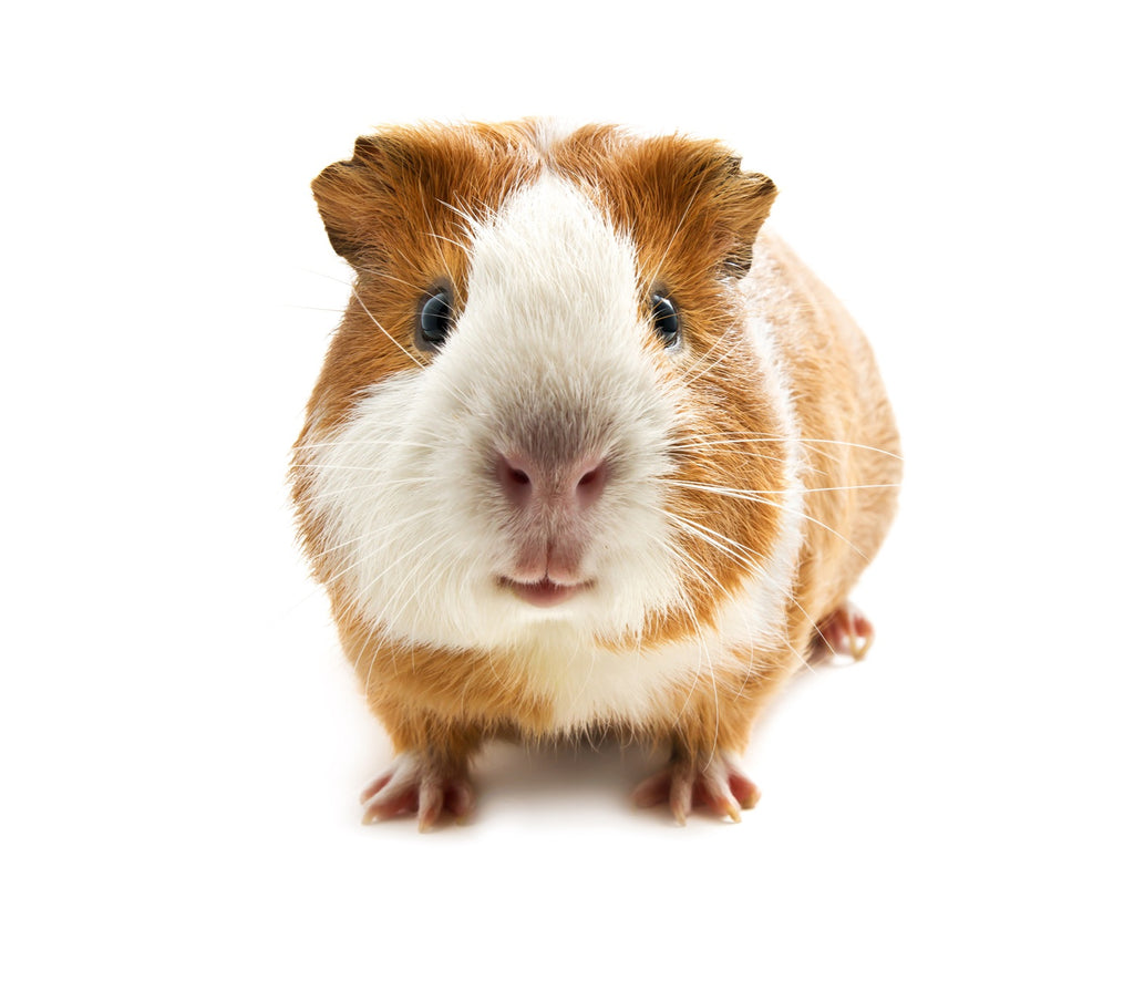 a guinea pig