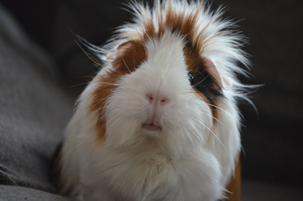 guinea pig odor control